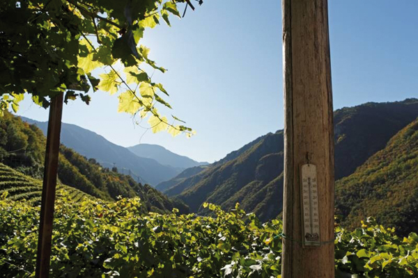 alto adige south tyrol wines